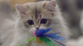 暹羅貓無毛貓混血寶寶長(zhǎng)什么樣