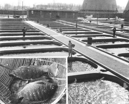 中國羅非魚八九十年代擴(kuò)散全國